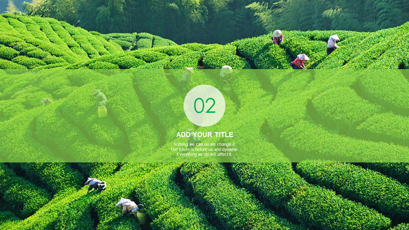 绿色茶园背景的茶文化幻灯片PPT模板下载