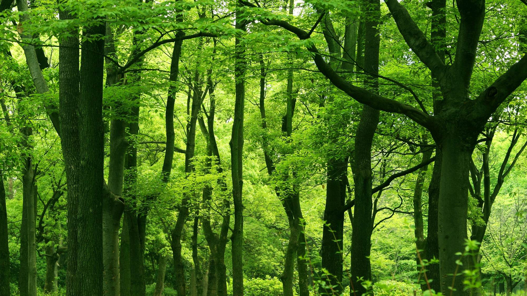 三张绿色森林幻灯片PPT模板素材免费下载