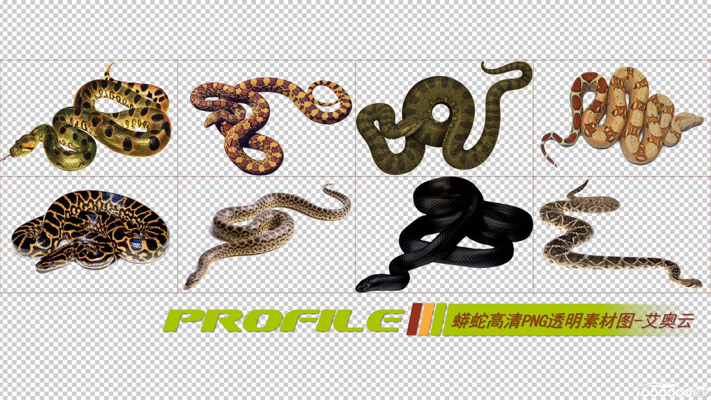 蟒蛇高清png透明图片图形素材打包免费下载 (1).JPG