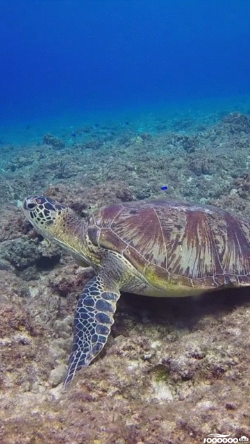 海底乌龟竖版720P高清8秒GIF动图新自媒体短视频制作素材下载