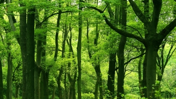三张绿色森林幻灯片PPT模板素材免费下载