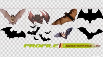 蝙蝠高清png透明图片图形素材打包免费下载02