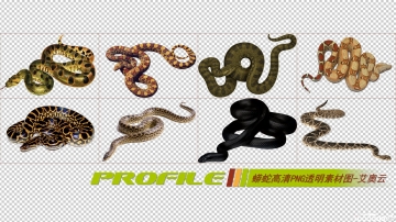蟒蛇高清png透明图片图形素材打包免费下载01