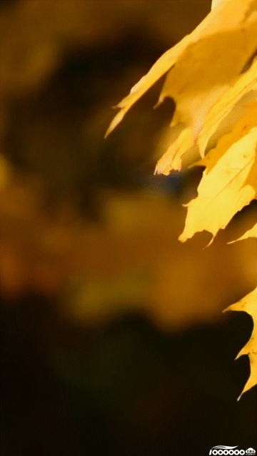 秋天枫叶竖版720P高清6秒GIF动图新自媒体短视频制作素材下载