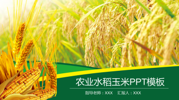 水稻小麦玉米背景的农产品幻灯片PPT整套模板