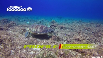 海底乌龟60妙1080p全高清抖音快手微信新自媒体短视频制作素材下载