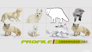 北极狐高清png透明图形素材打包免费下载03