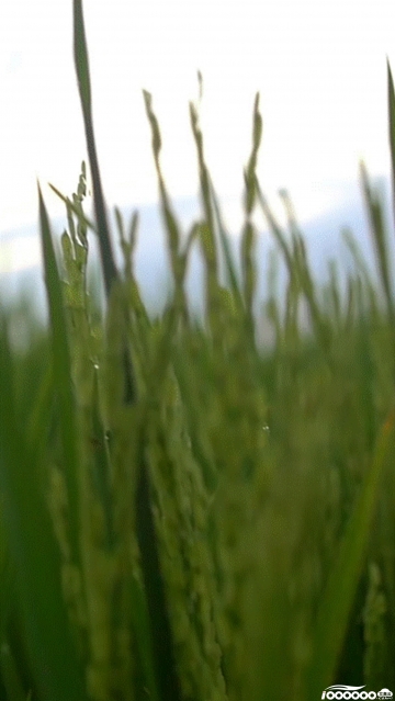 农田水稻竖版720P高清5秒GIF动图新自媒体短视频制作素材下载