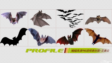蝙蝠高清png透明图片图形素材打包免费下载05