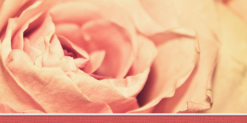 粉色烂漫玫瑰花背景的植物幻灯片PPT模板免费下载