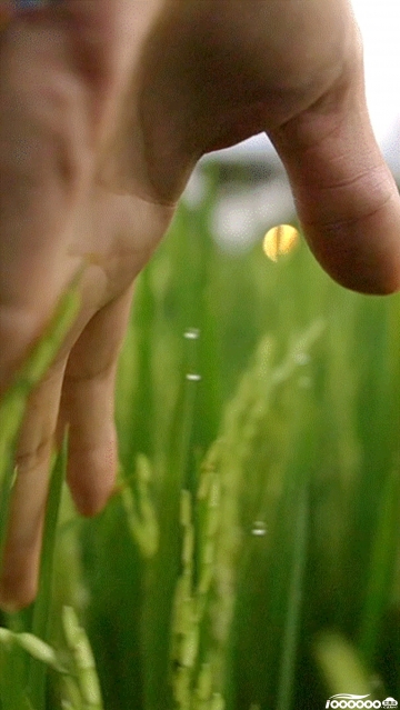 抚摸水稻竖版720P高清5秒GIF动图新自媒体短视频制作素材下载