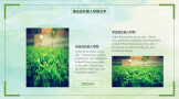 绿色清新植物背景艺术设计幻灯片PPT模板下载
